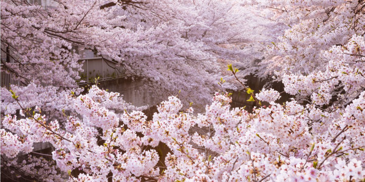 Cherry blossom in Japan