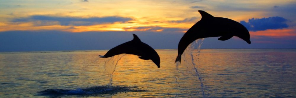 dolphins jumping out of the ocean at sunset