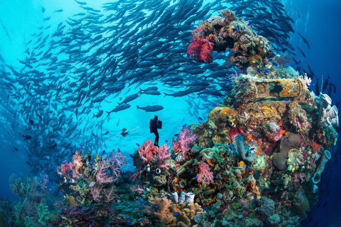 photo of a shipwreck coated in coral in Chuuk lagoon