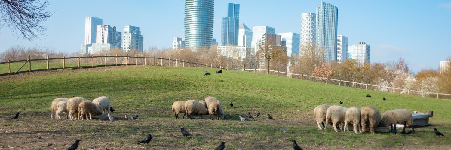 Mudchute city farm, isle of dogs