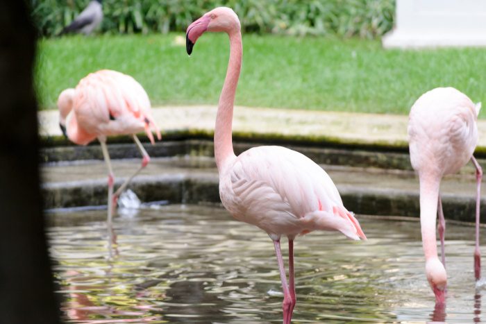 Flamingos at Villa Invernizzi