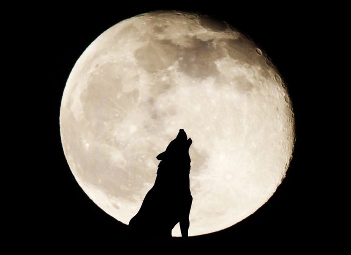 photo of werewolf howling at the moon