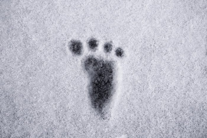 photo of yeti footprint in the snow