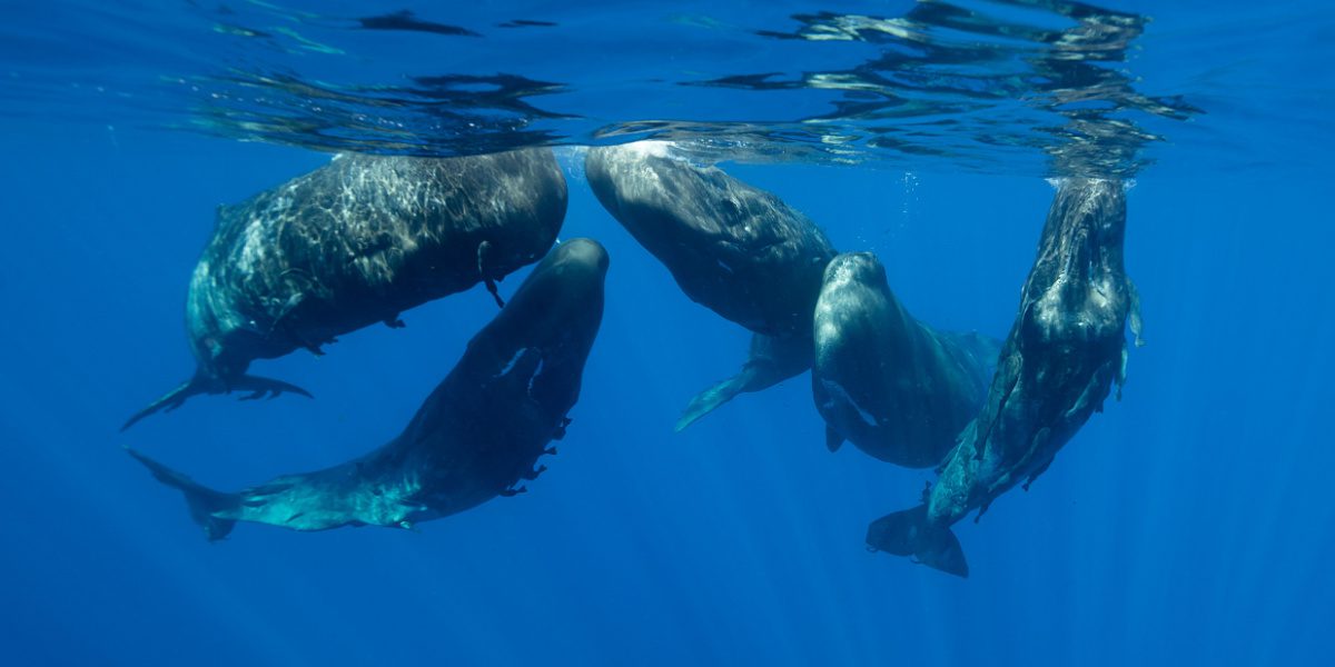 A group of sperm whales frolicking underwater