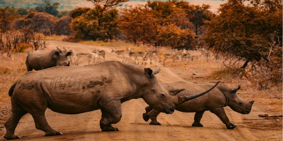 Sumatran Rhinos