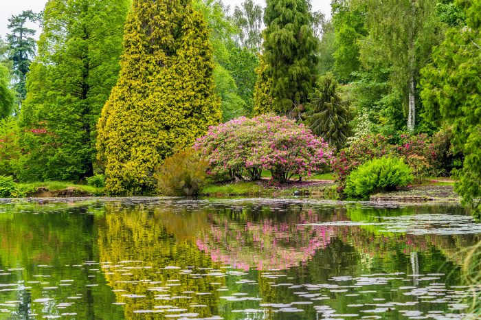 Lake with lily pads in haywards heath