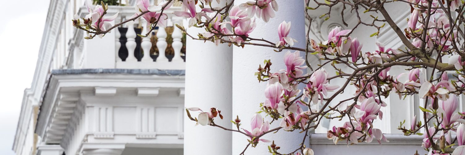 photo of pink flowers in front of a london townhouse in kensington