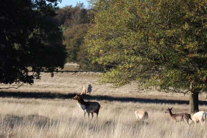 Photo of the deer at Petworth Park