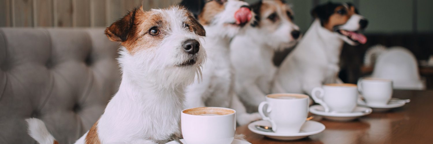 jack russels in a pet cafe with coffees